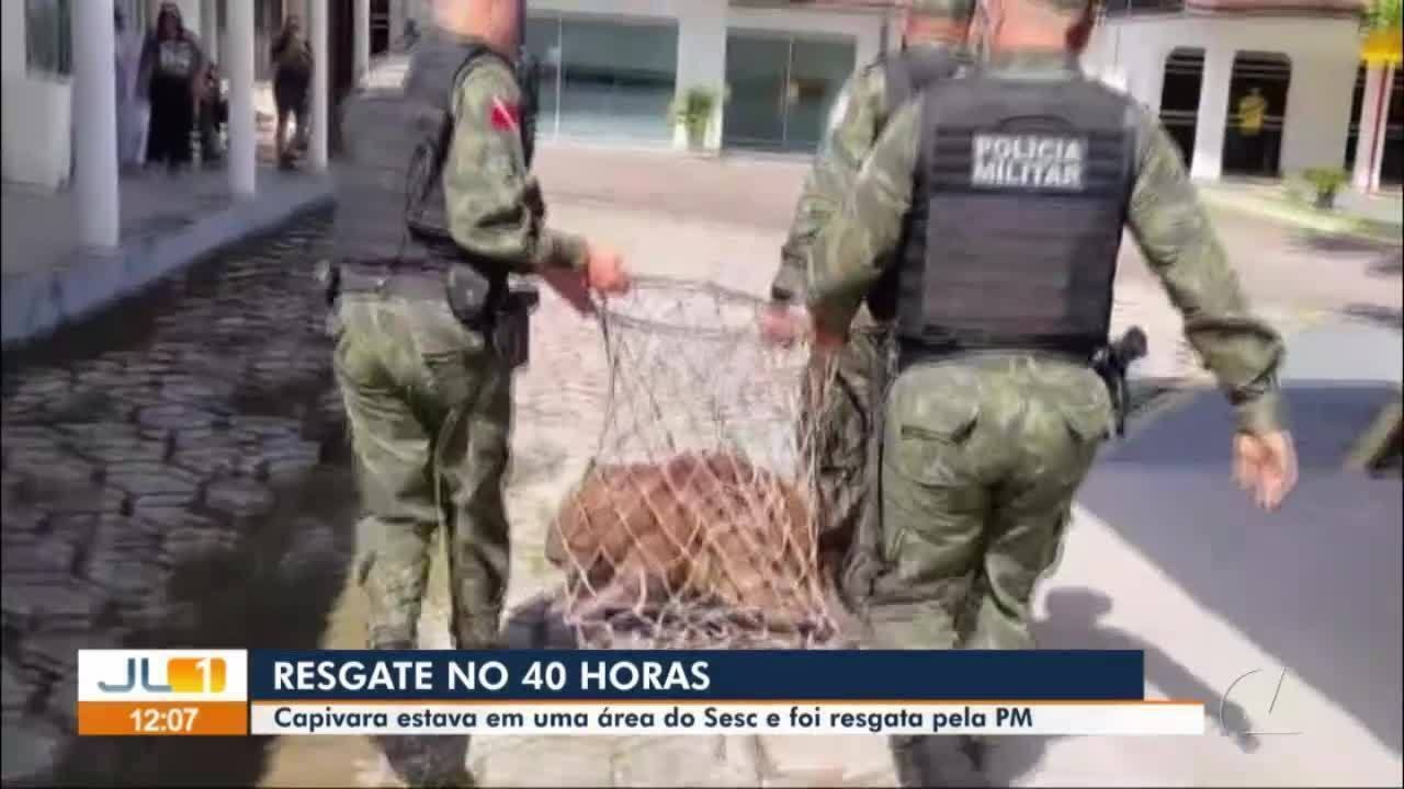 Capivara que circulava na área do Sesc é resgatada em Ananindeua