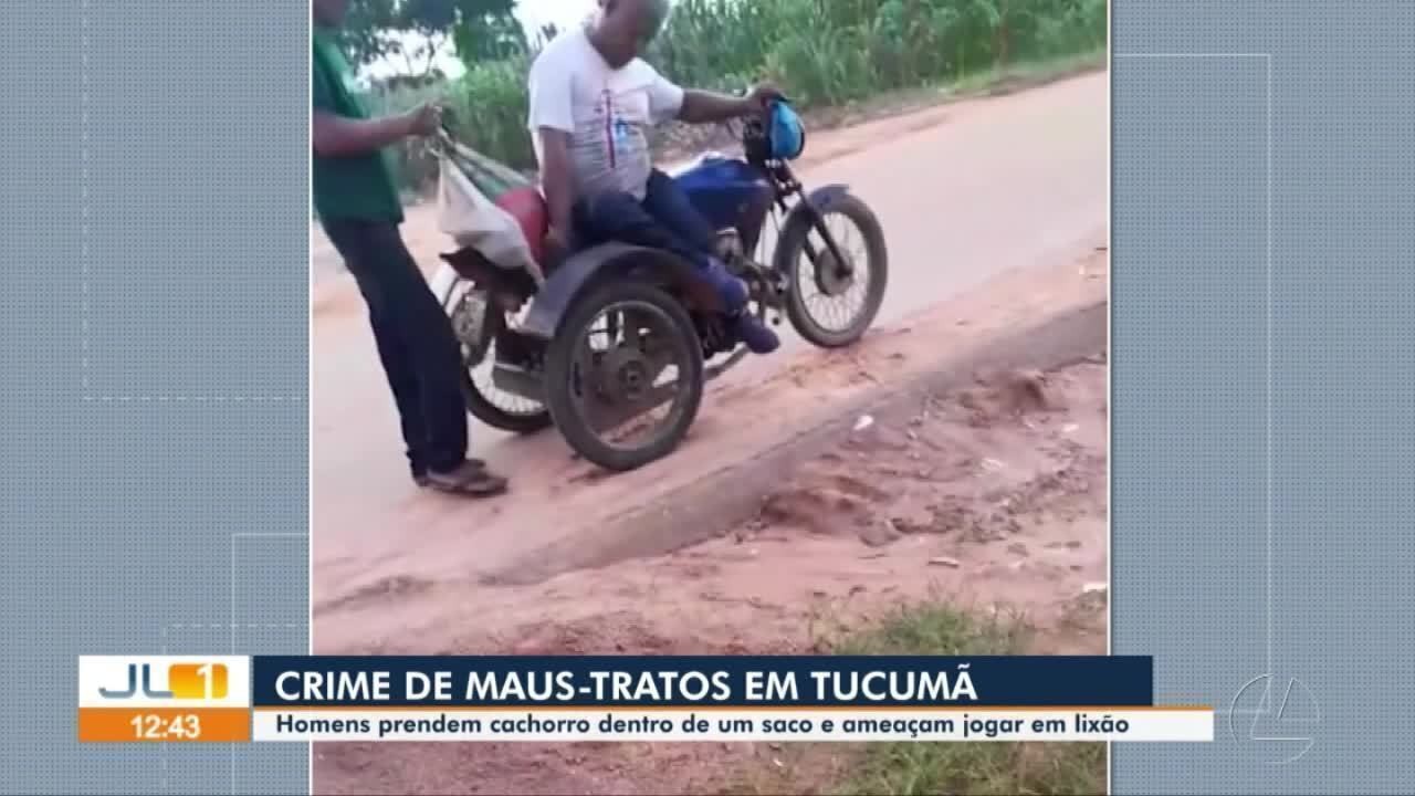 Cachorro é colocado em saco plástico para ser jogado em lixão, no Pará