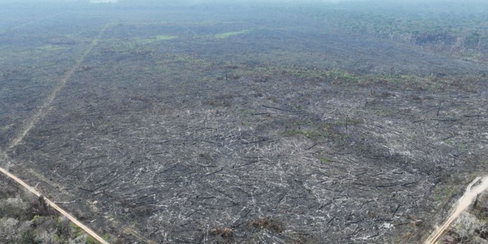 Apenas 5% dos casos de desmatamento na Amazônia geraram indenizações