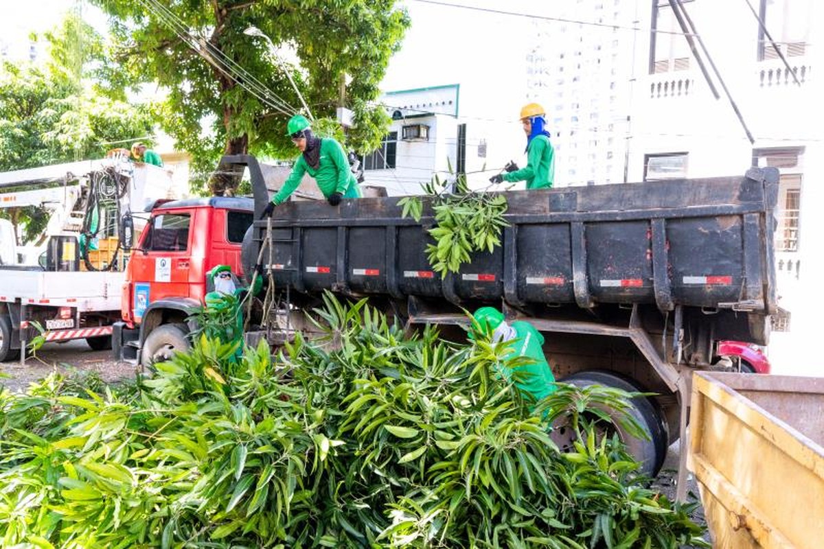 Mapeamento identifica 27 árvores com risco iminente de queda em Belém