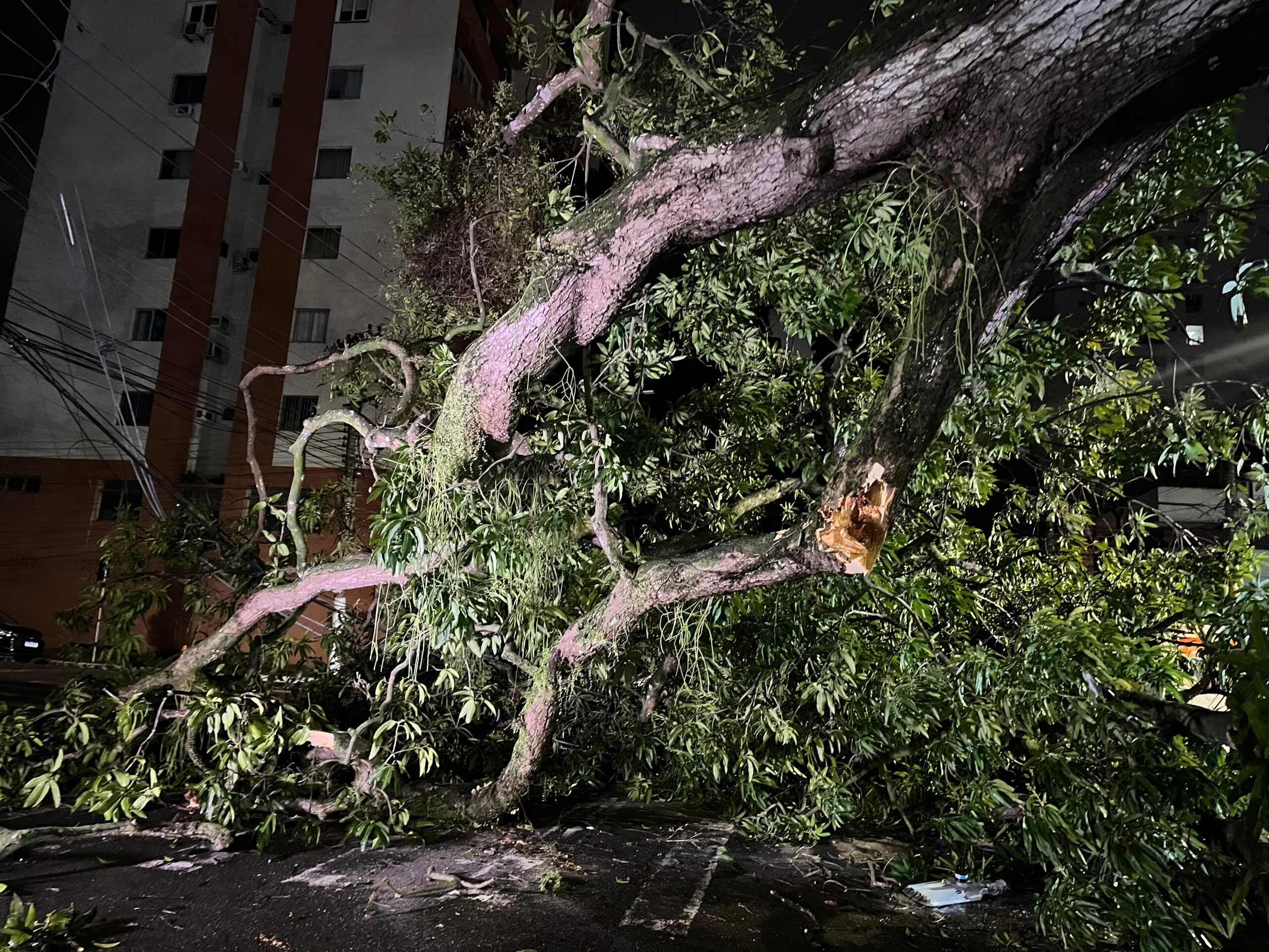 Árvore cai na rua dos Tamoios no bairro da Batista Campos, em Belém