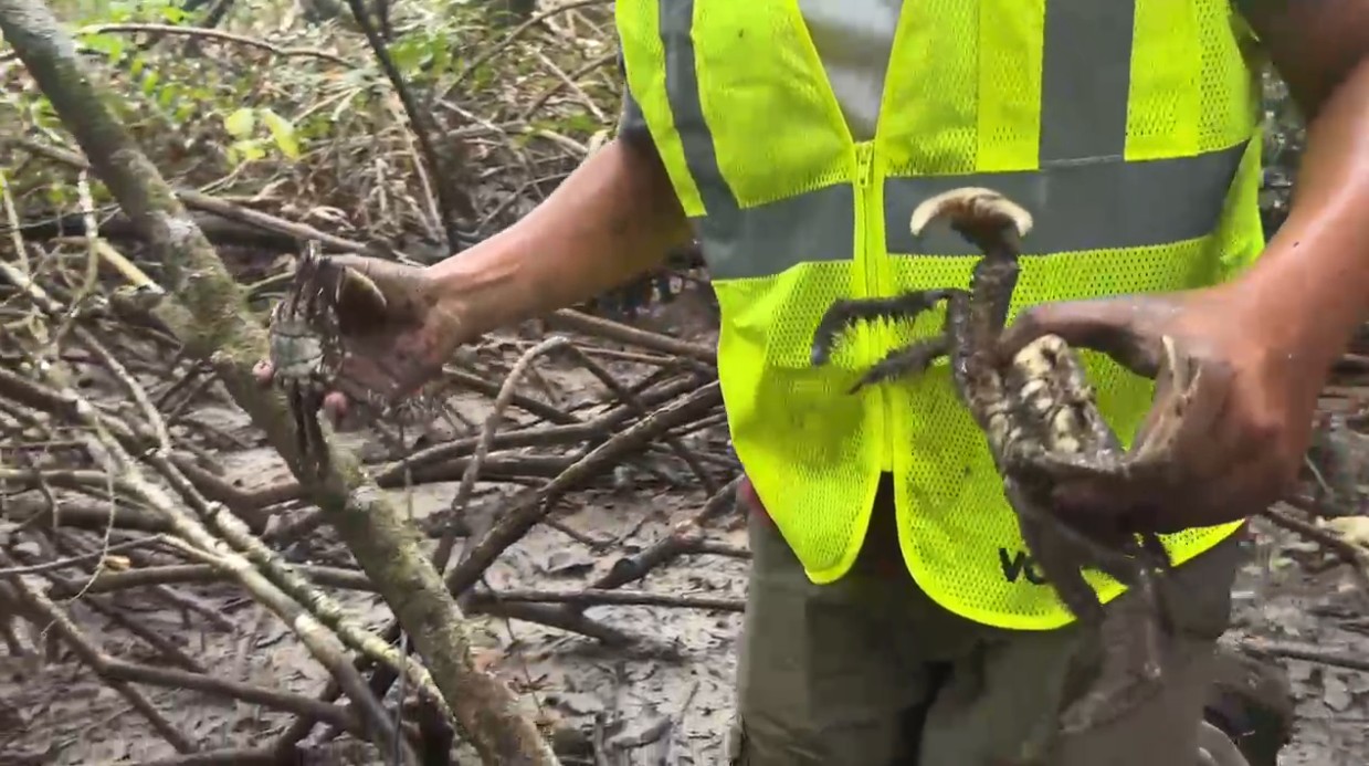 Agentes flagram transporte de 140 kg de caranguejo-ucá retirado de reserva ambiental durante defeso no Pará