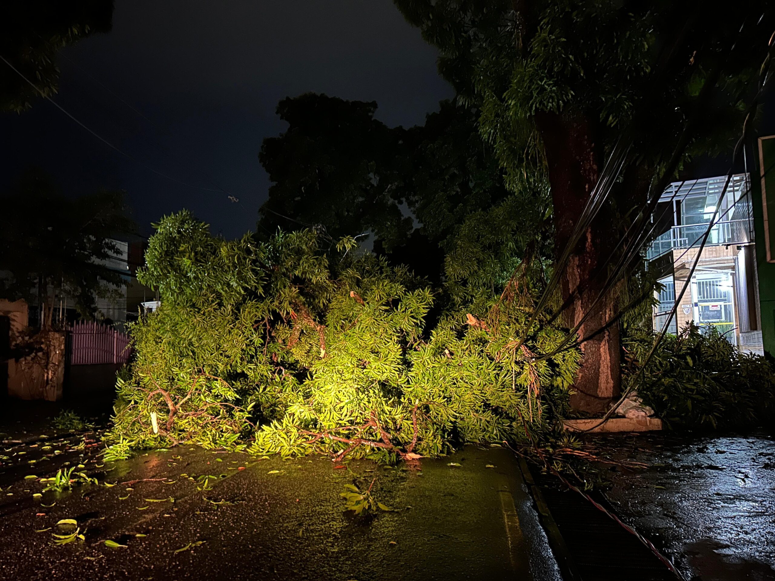 Mangueira cai na avenida Governador José Malcher e deixa casas sem luz, em Belém