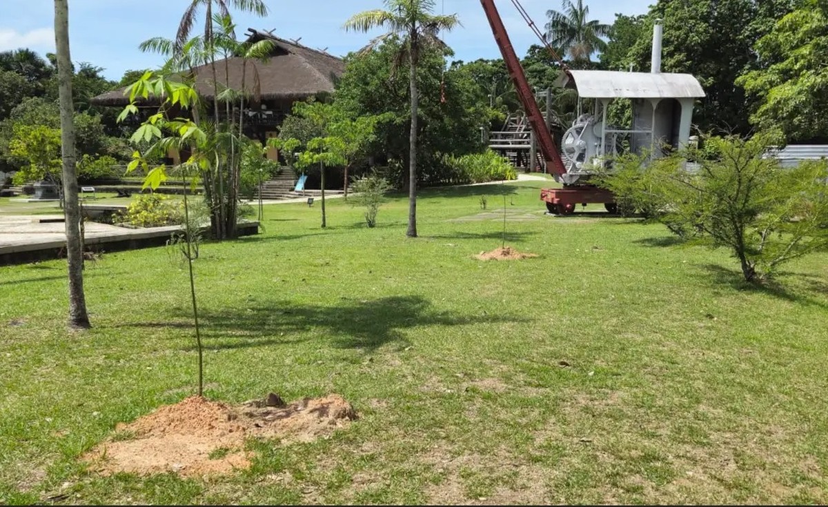 Confira os nomes escolhidos pelo público para batizar as novas samaumeiras do Mangal, em Belém | Pará