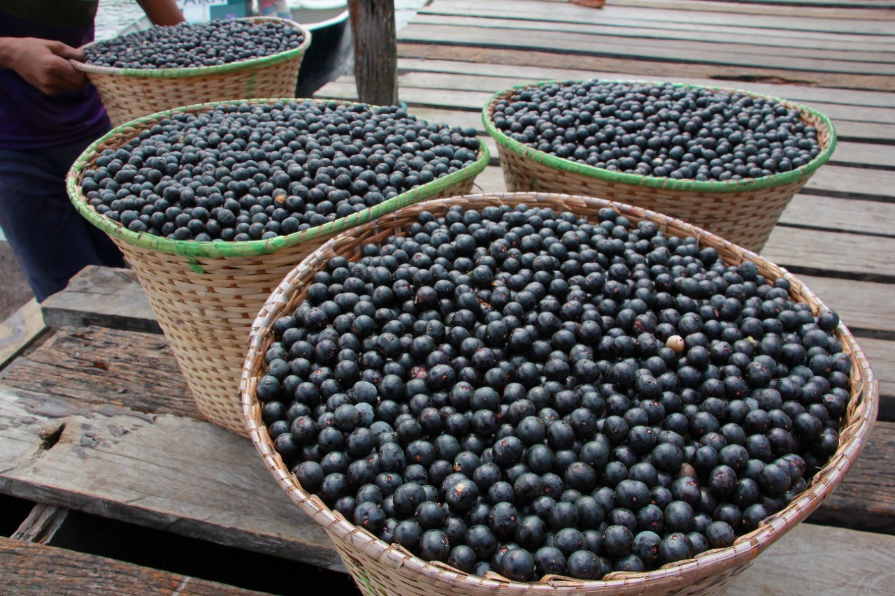 Ação conjunta fecha pontos irregulares de açaí em Belém; comerciante é preso