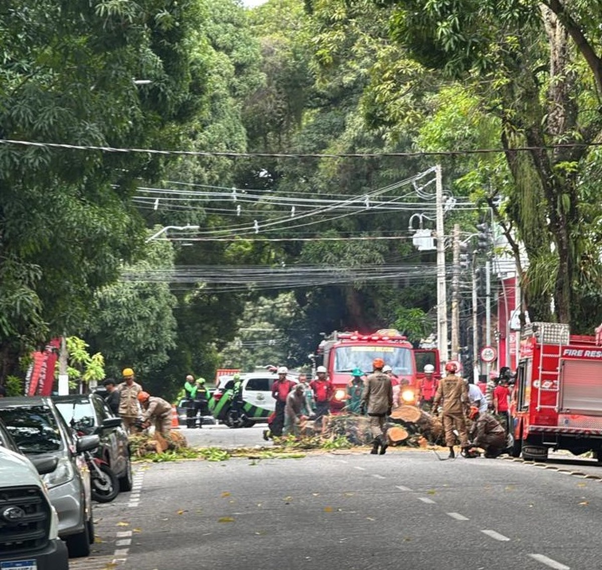 Belém tem 27 árvores com risco de queda; Rua dos Mundurucus ficou interditada neste sábado, 1º