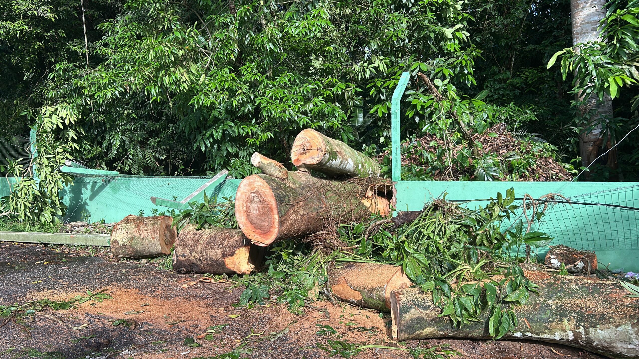 Árvore tomba, derruba postes e deixa moradores sem energia na Marambaia, em Belém