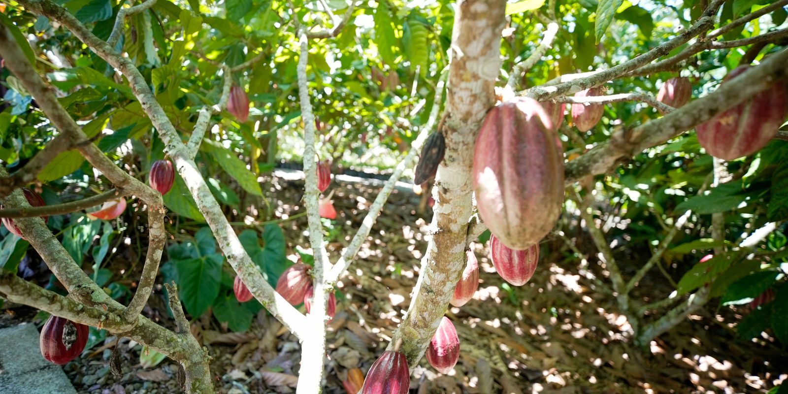 Fundo vai financiar pequenos agricultores de cacau na Bahia e no Pará