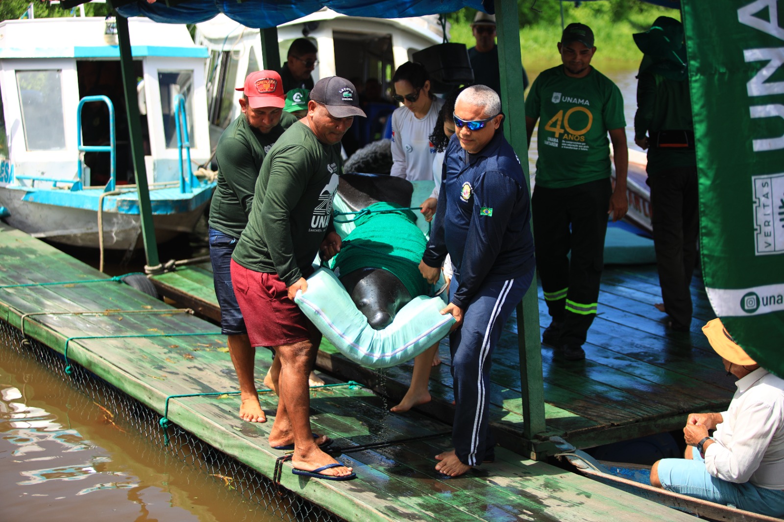 Soltura de peixes-boi reforça protagonismo comunitário e conservação ambiental na várzea de Santarém.