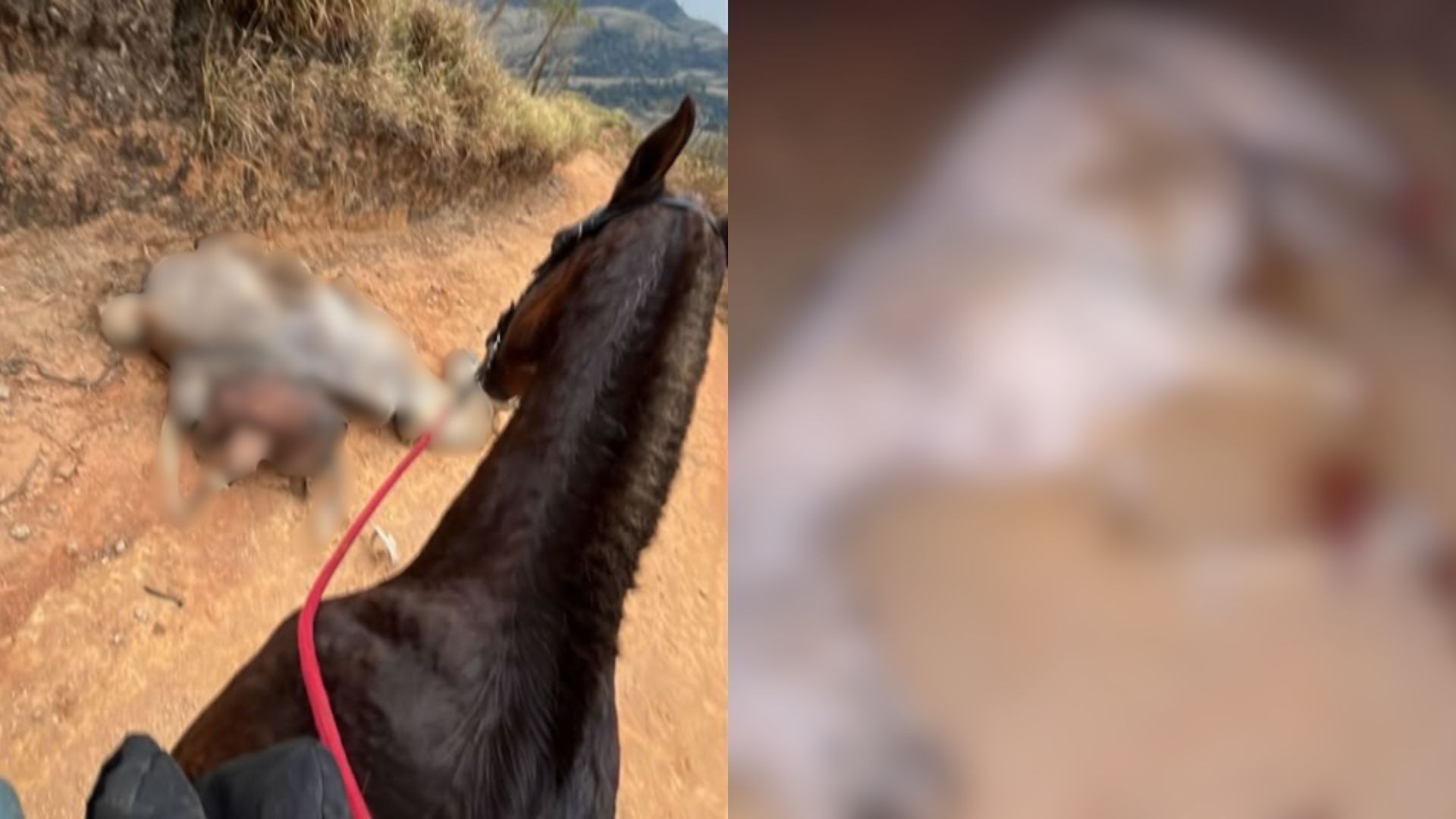 Cavalo mutilado em SP: veja como perícia pode determinar causa da morte