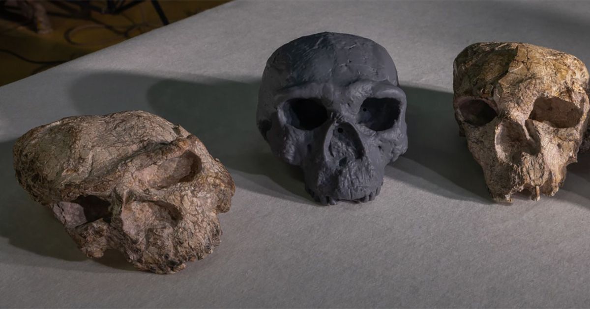 Crânio de 1 milhão de anos desafia crenças sobre evolução humana