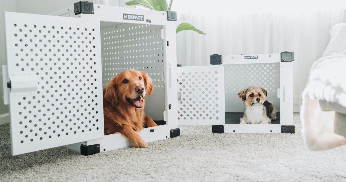 Comissão da Câmara pode votar proposta “Pet Friendly” nesta quarta (22)