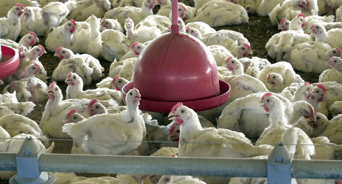Gripe aviária: Agricultura prorroga estado de emergência por 180 dias