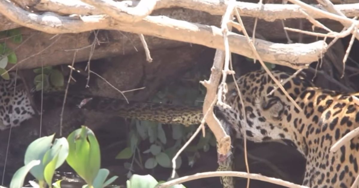Onças são flagradas disputando uma sucuri amarela no Pantanal; veja vídeo