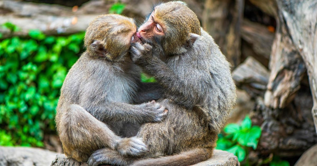 Beijar é um “enigma evolutivo”: cientistas encontram origens inesperadas