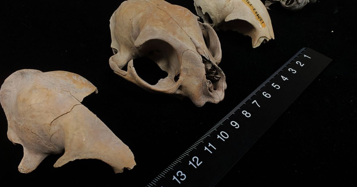 DNA antigo desafia certezas científicas sobre origem dos gatos domésticos