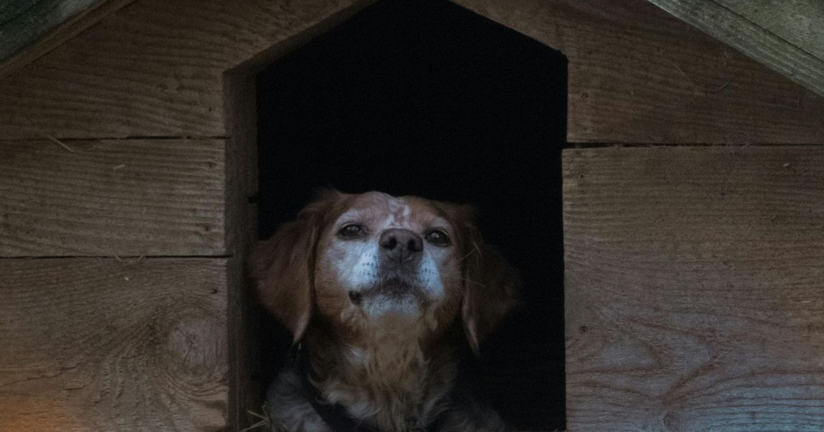 Homem é preso após esconder arma em telhado de cachorro ‘caramelo’ em MG