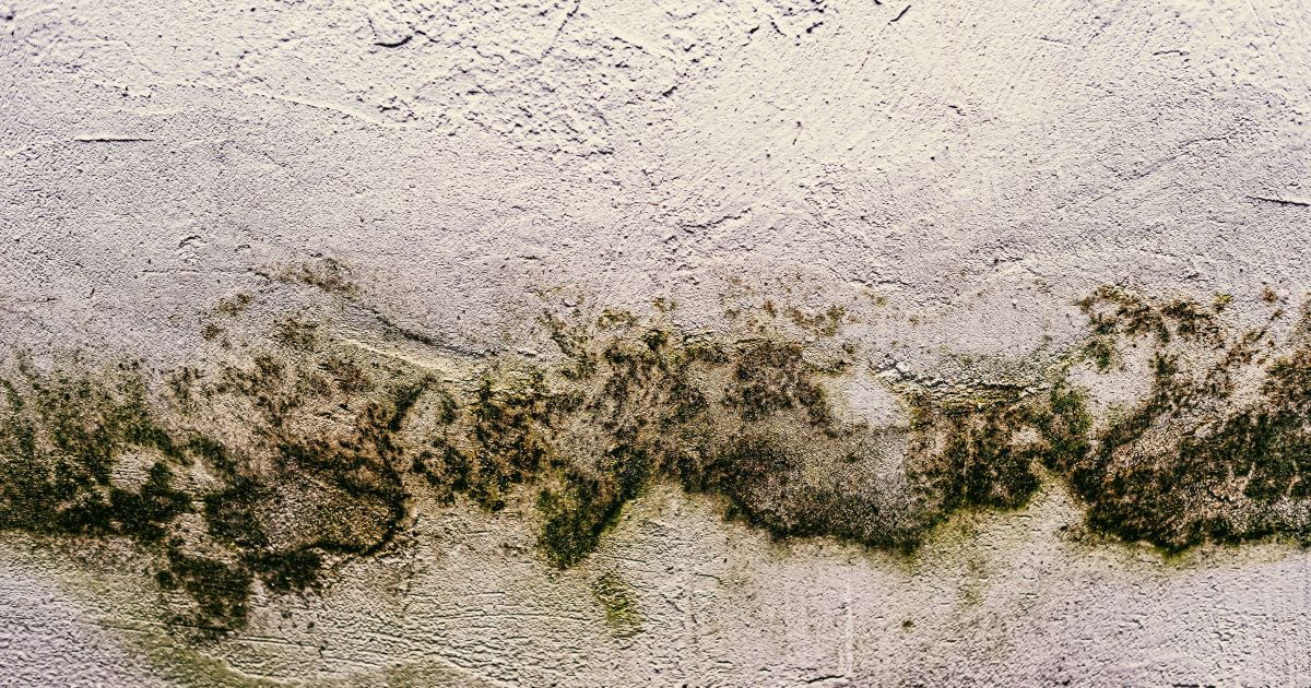 Mofo em casa: como se proteger do perigo invisível que adoece