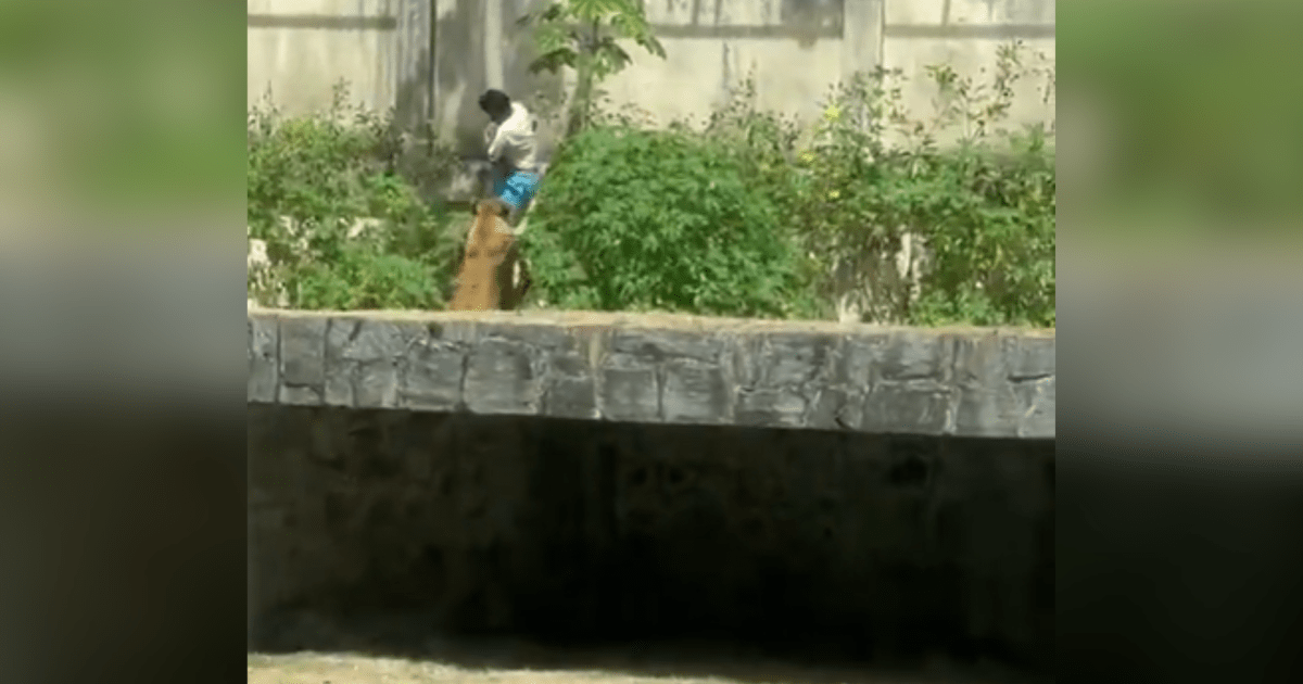 Prefeitura investiga morte de homem que invadiu jaula de leoa em zoológico