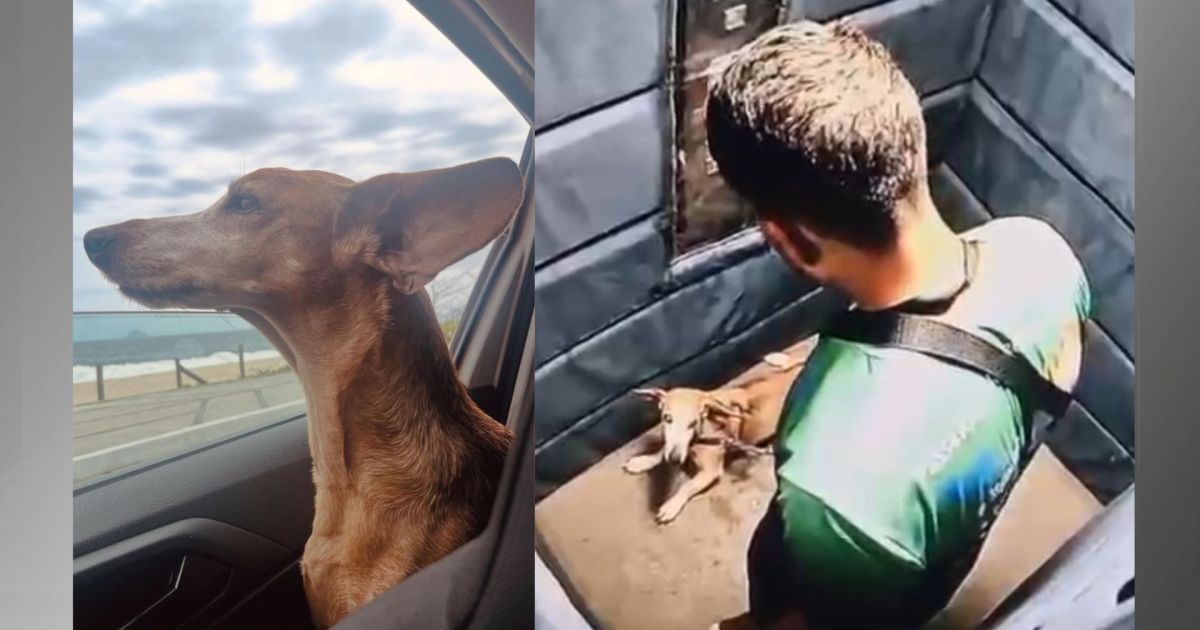 RJ: Polícia identifica passeador que agrediu cadela em elevador