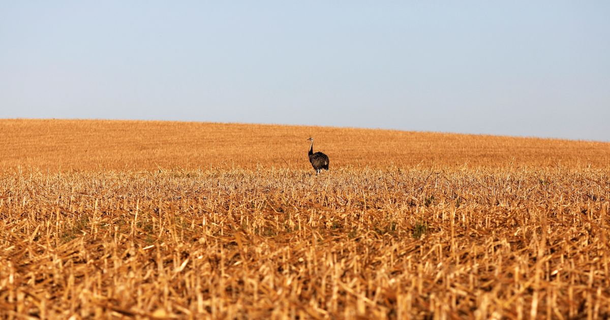 CNA diz que salvaguarda da UE pode limitar acesso no acordo com Mercosul