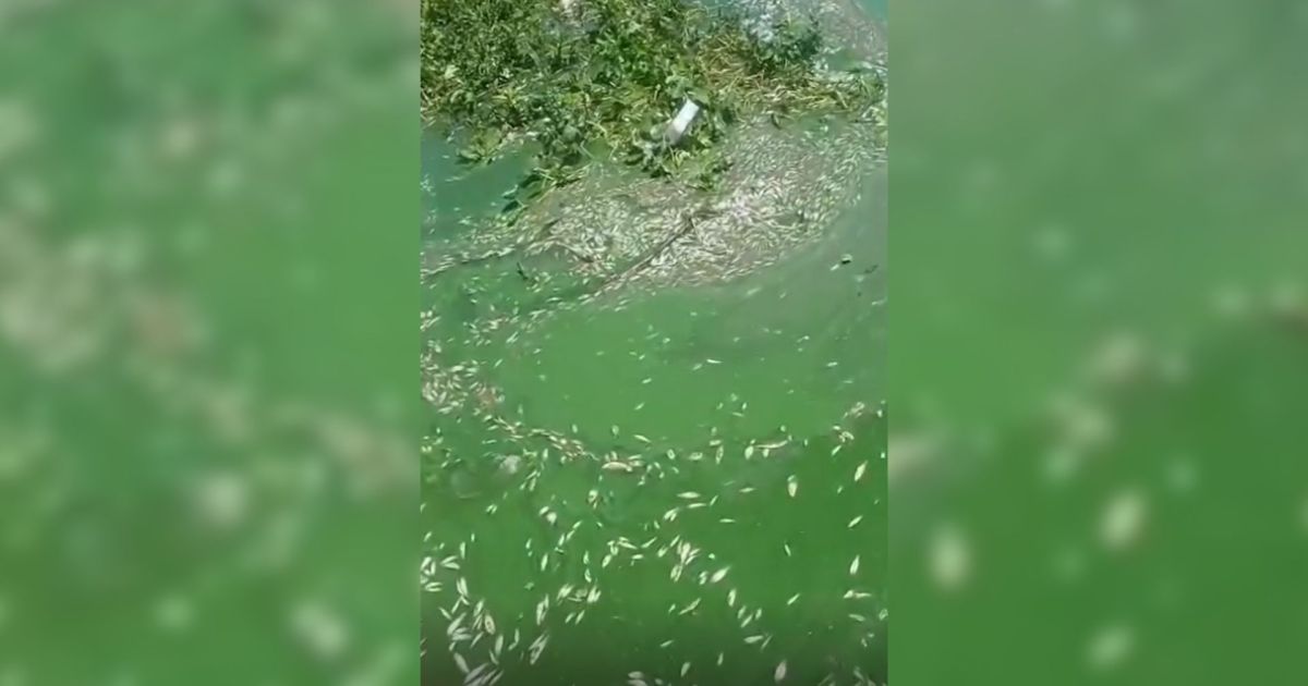 Cardume de peixes mortos aparece na Represa Billings, em SP