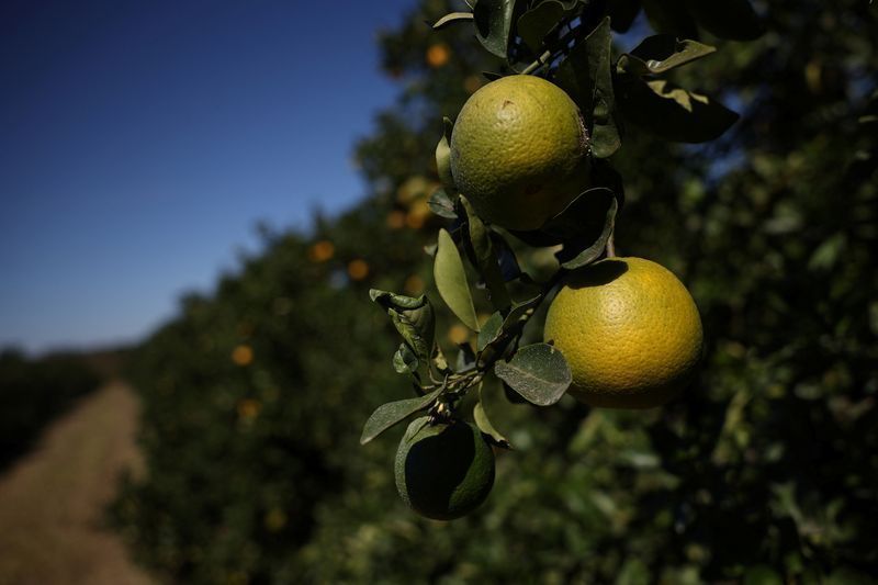 Exportação de suco de laranja terá economia de R$ 1,3 bi com acordo UE